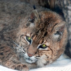 Canadian Lynx 'Eagle'